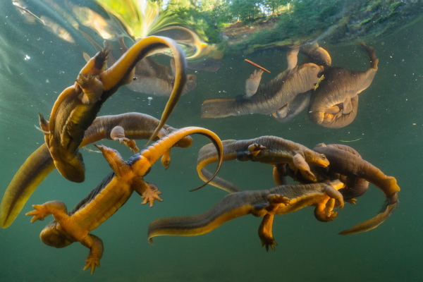 A group of rough-skinned newts interact with a breeding pair of newts in a small pond in Oregon’s Coast Range Mountains.