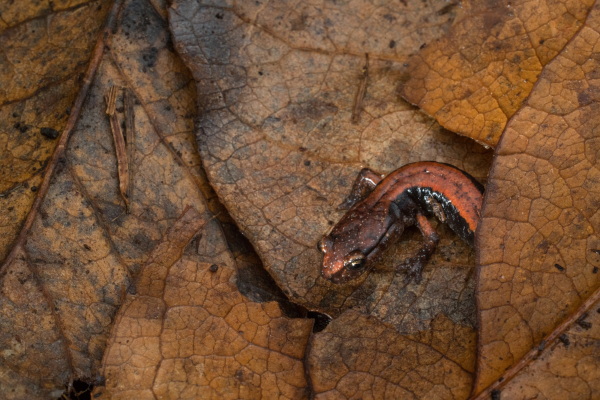 A Western red-backed salamander navigates the understory leaf litter in a mature forest in Oregon’s Coast Range. Researchers in the Northwest have found that woodland salamanders actually play an important role in carbon storage by feeding on invertebrates that release carbon. Citation - https://www.fs.usda.gov/research/treesearch/45487