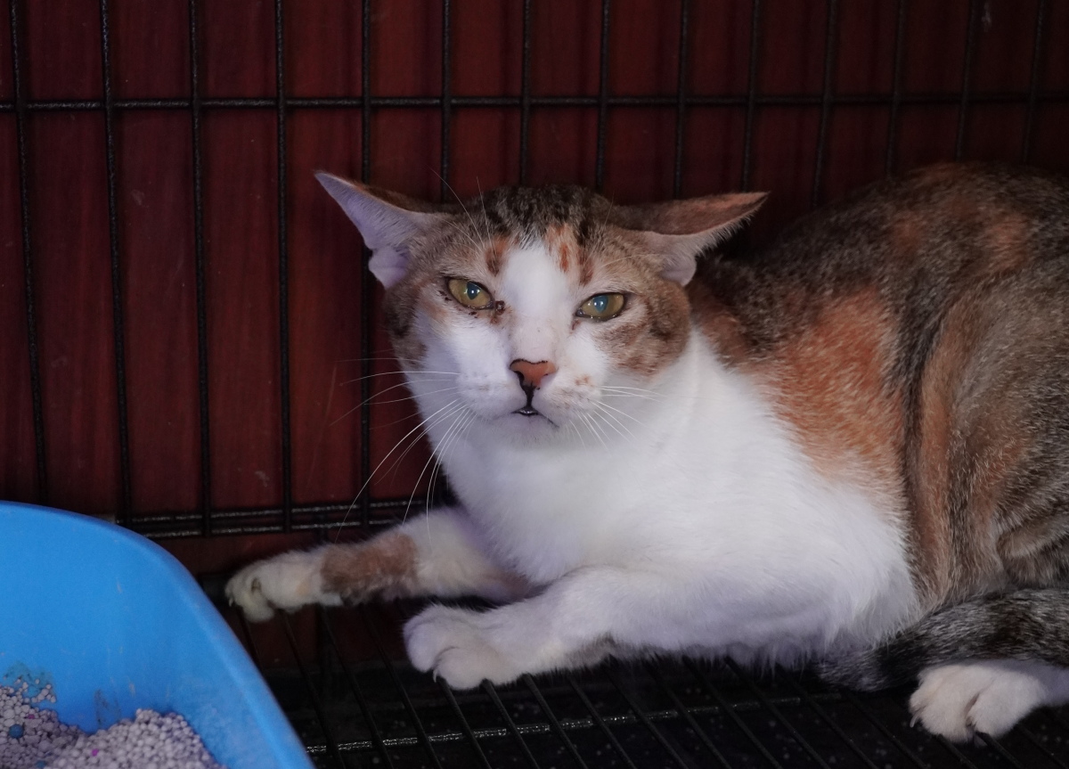 Vietnamese police arrest 12 suspected of prowling city streets at night, snatching cats for meat