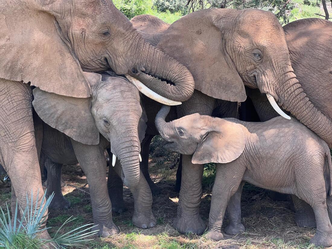 An elephant family relaxes under a tree in the afternoon in Samburu National Reserve, Kenya.