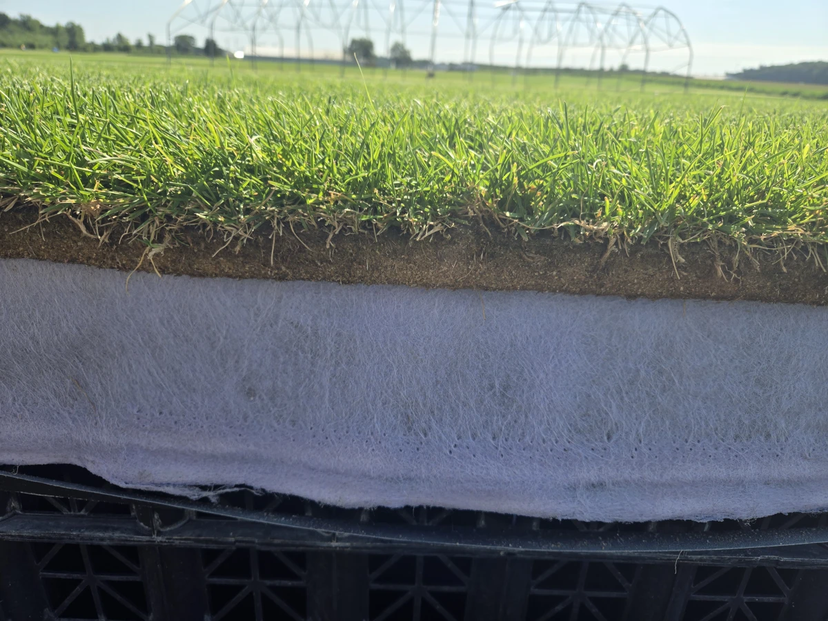 Researchers grow the sod for the games on plastic lining and it is placed over a white weaved geotextile made with cotton that helps with drainage.