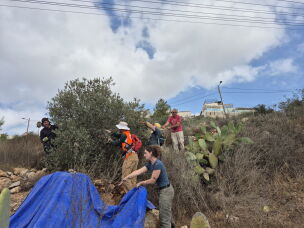 Activists and rabbis from the United States and Israel help Palestinians harvest olives in Nahalin, near the Israeli settlement of Beitar Illit, in the occupied West Bank.