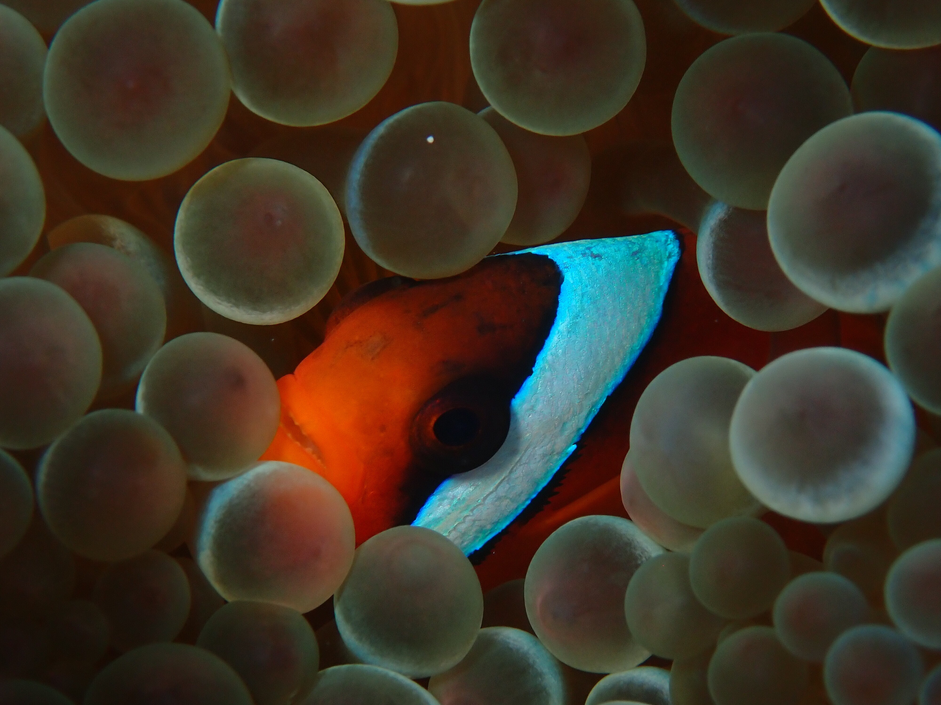 Peer pressure can make this clownfish change its stripes