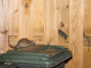 Rats hang out around a group of trash cans, sometimes hiding in a fence, in the Park View neighborhood of Washington D.C..