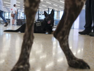The TSA K-9 unit relaxes just beyond the main security checkpoint at Kansas City International Airport.