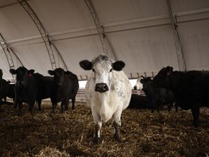 While herds are smaller, finished cattle weigh more now than they did decades ago.