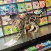 Alex, seorang anak kucing Bodega wanita bermain dengan tiket lotre di Grand Organic di Brooklyn, New York pada 31 Maret 2025.