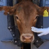 A calf is evaluated by a veterinary during a veterinary inspection in Hermosillo, Sonora State, Mexico.