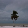 A palm tree next to the beach before Hurricane Milton's arrival on Oct. 9, 2024, in Fort Myers Beach, Fla.