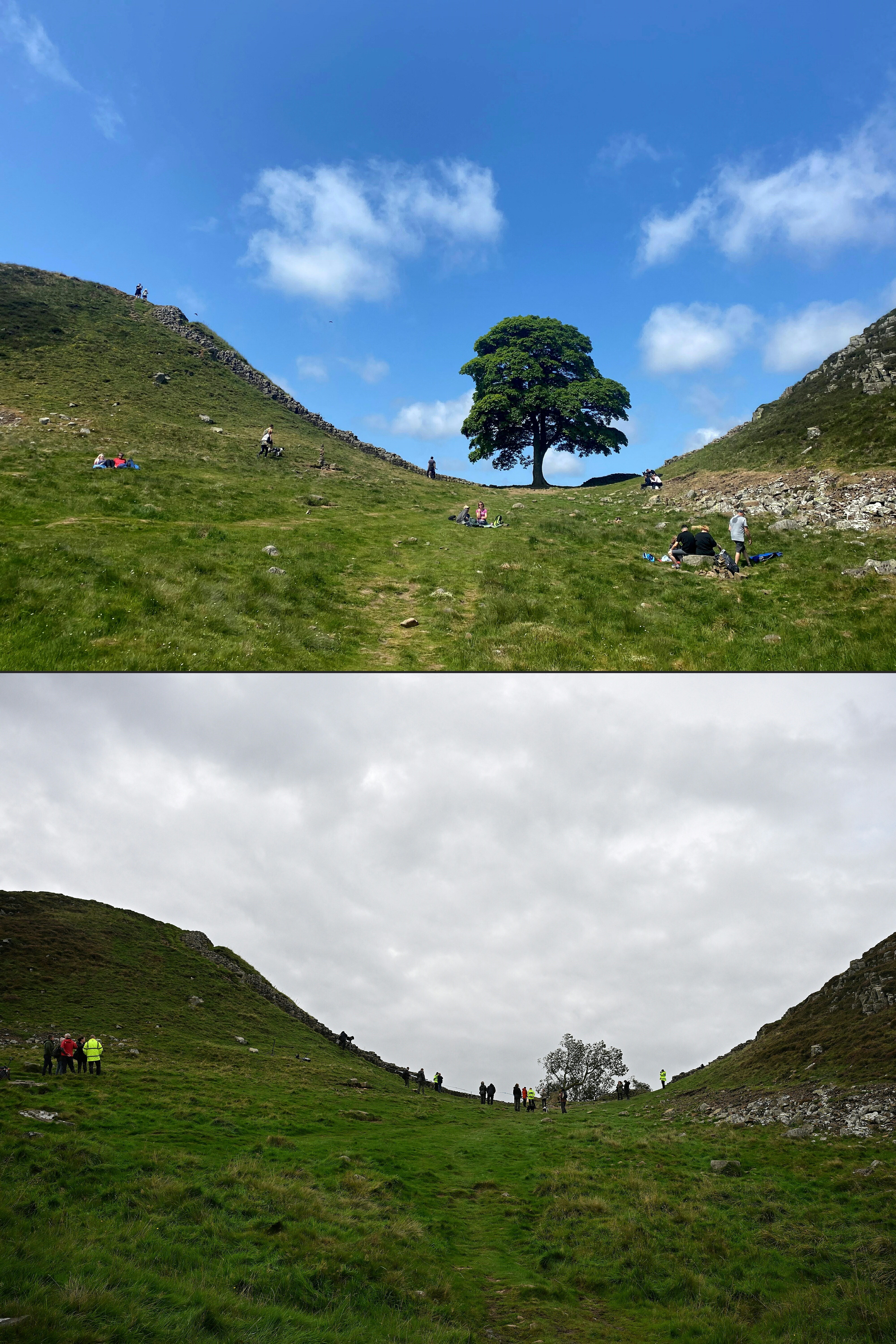 A combination of pictures shows, top, the Sycamore Gap tree along Hadrian