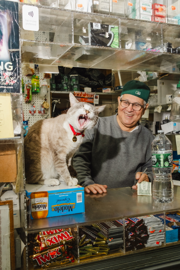 Bianco, a male bodega cat yawns on the counter at Infante Grocery with the owner in Brooklyn, New York on March 31, 2025.