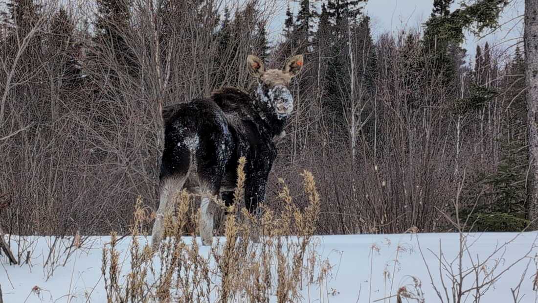 A moose in Minnesota wears a collar while standing in the snow.