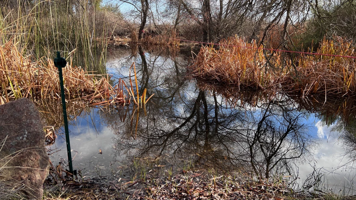 Microphones set up around the relocation sites recorded the 'sounds of the night,' says Bennett Hardy, a researcher at the San Diego Natural History Museum.