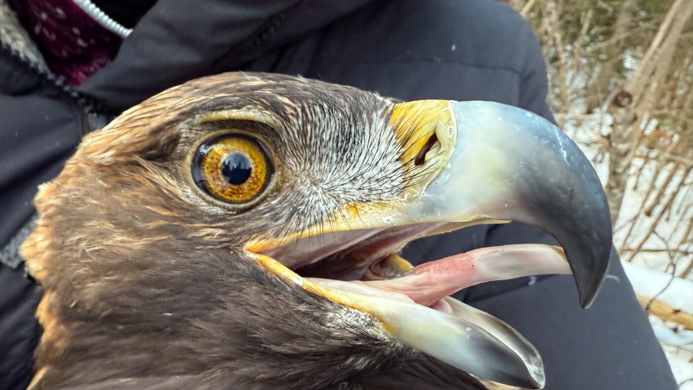 Tracking eastern golden eagles, elusive ghosts of the forest - NPR