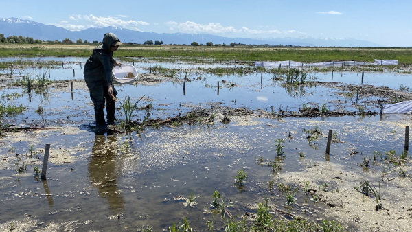 Graduate student Montana Horchler spreads different seeds in between posts to see what will help with wetland restoration. Organza is wrapped around some plots - the material allows the water to flow through the mesh but keeps the seeds separate.