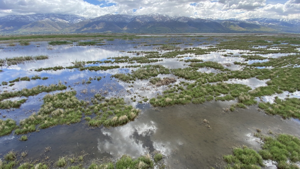 An area of the Farmington Bay Waterfowl Management Area where phragmites has been managed and some native plants are regrowing.