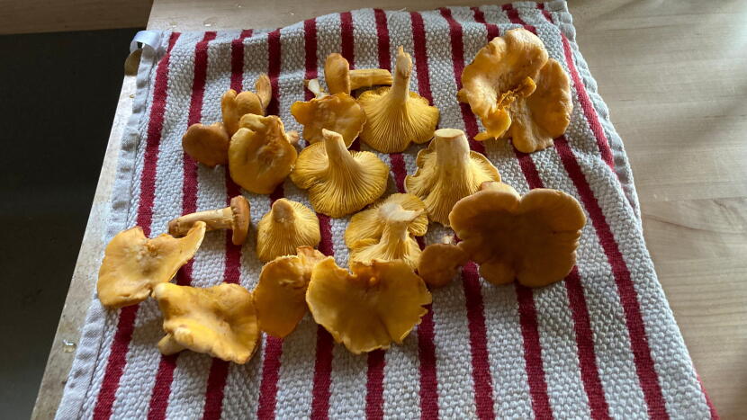Dan J. Sullivan of Petersburg said he was searching for mushrooms Wednesday and did not hear what President Trump said about him. He declined an interview request but sent this photo of his chanterelle harvest.