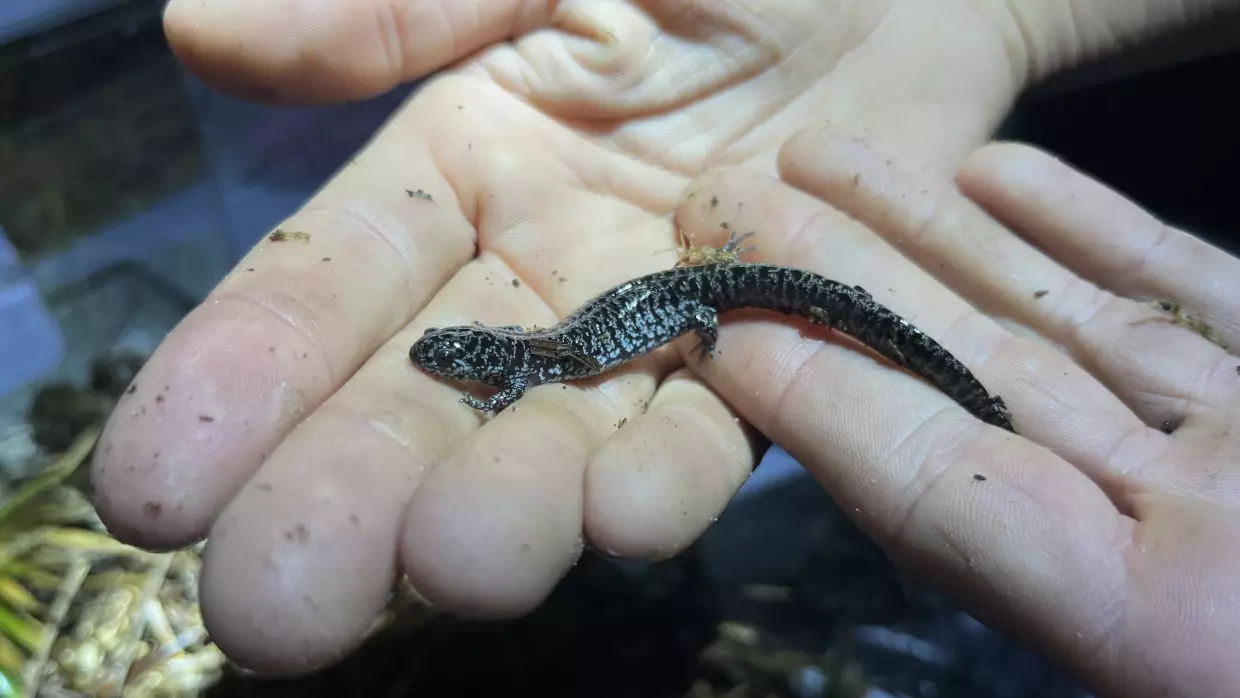 Frosted flatwoods salamanders, or "frosties" as they're lovingly called, are one of the most imperiled amphibians in the U.S.