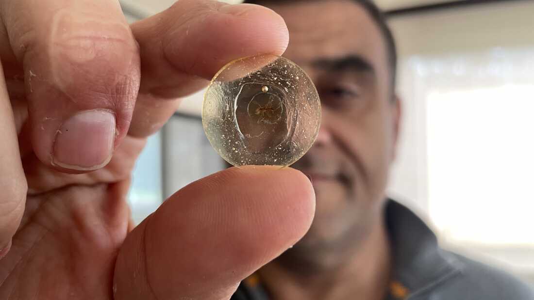 Paleontologist Dany Azar holds up one of his treasures that he discovered in a piece of amber from the early Cretaceous: The oldest mosquito ever found.