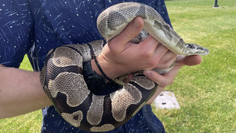 Pythons' extreme biology may hold clues for treating human disease