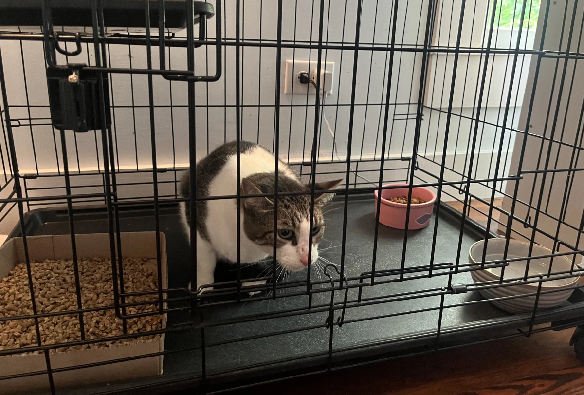 Rambo the cat waits for his owner Cindy McCarthey to come pick him up after getting a full checkup from a volunteer veterinarian in Kerrville, Texas.