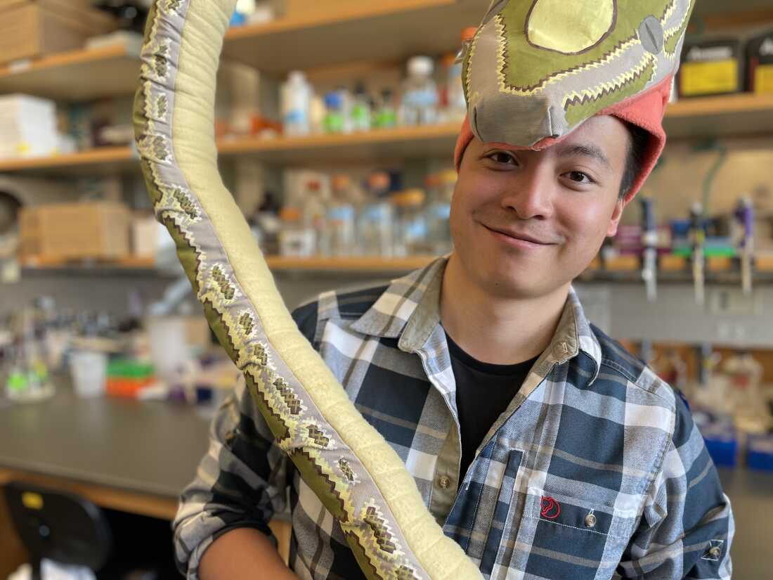 CU Boulder'da moleküler biyolog olan Yuxiao Tan, pitonların kalp hücrelerini araştırıyor. Burada laboratuvarda oyuncak bir pitonla poz veriyor.