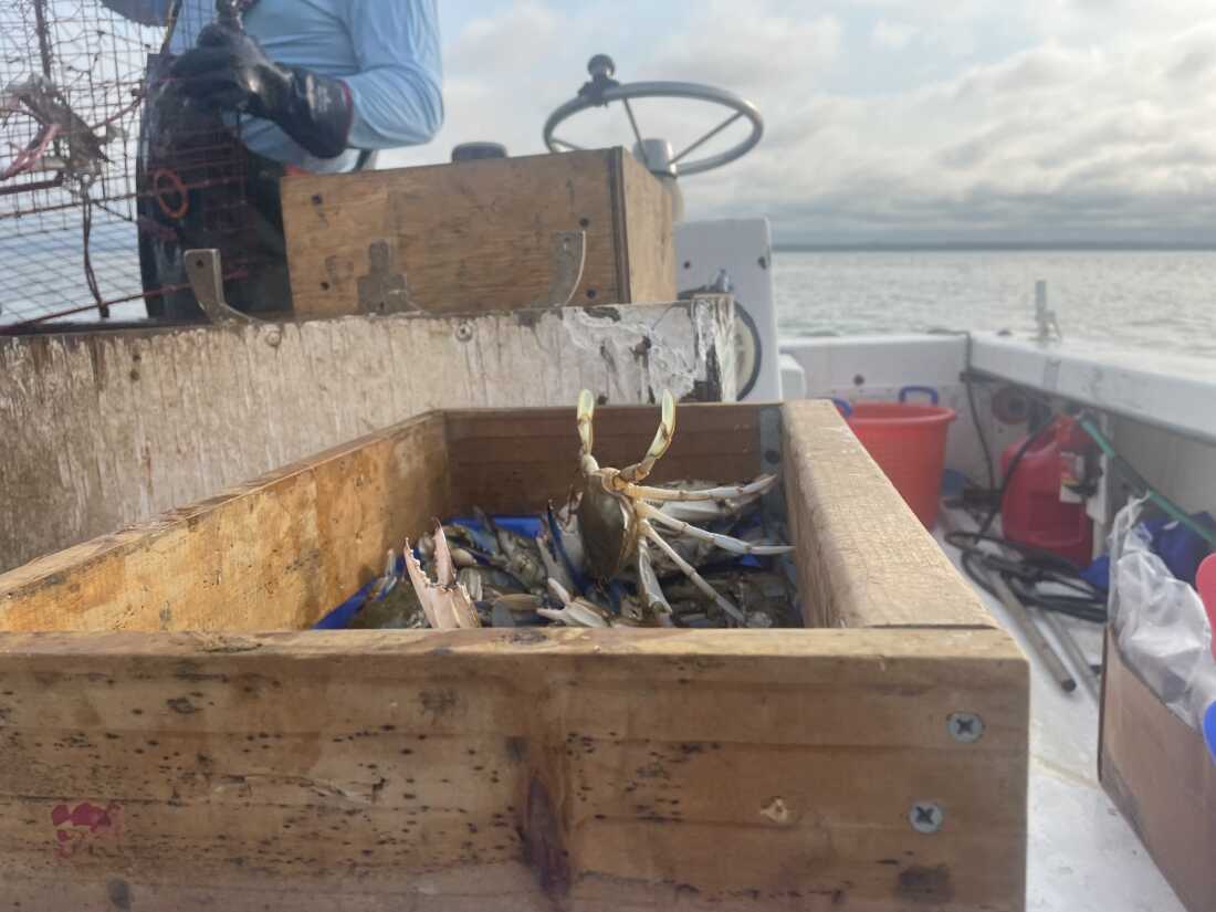 Right now, crab season in the Chesapeake runs from about April to November.