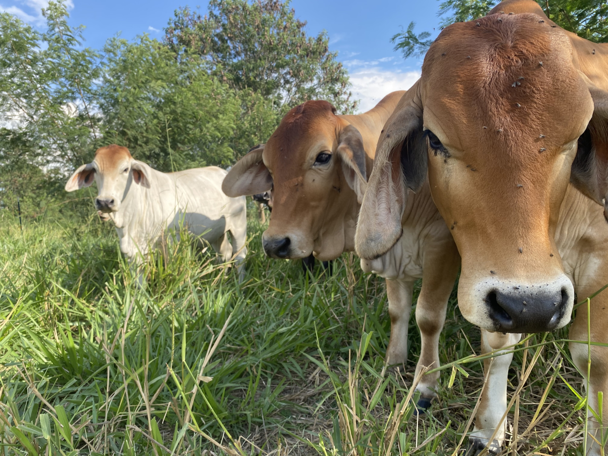 The silvopasture group of cattle live amongst trees and shrubs at the International Center for Tropical Agriculture.