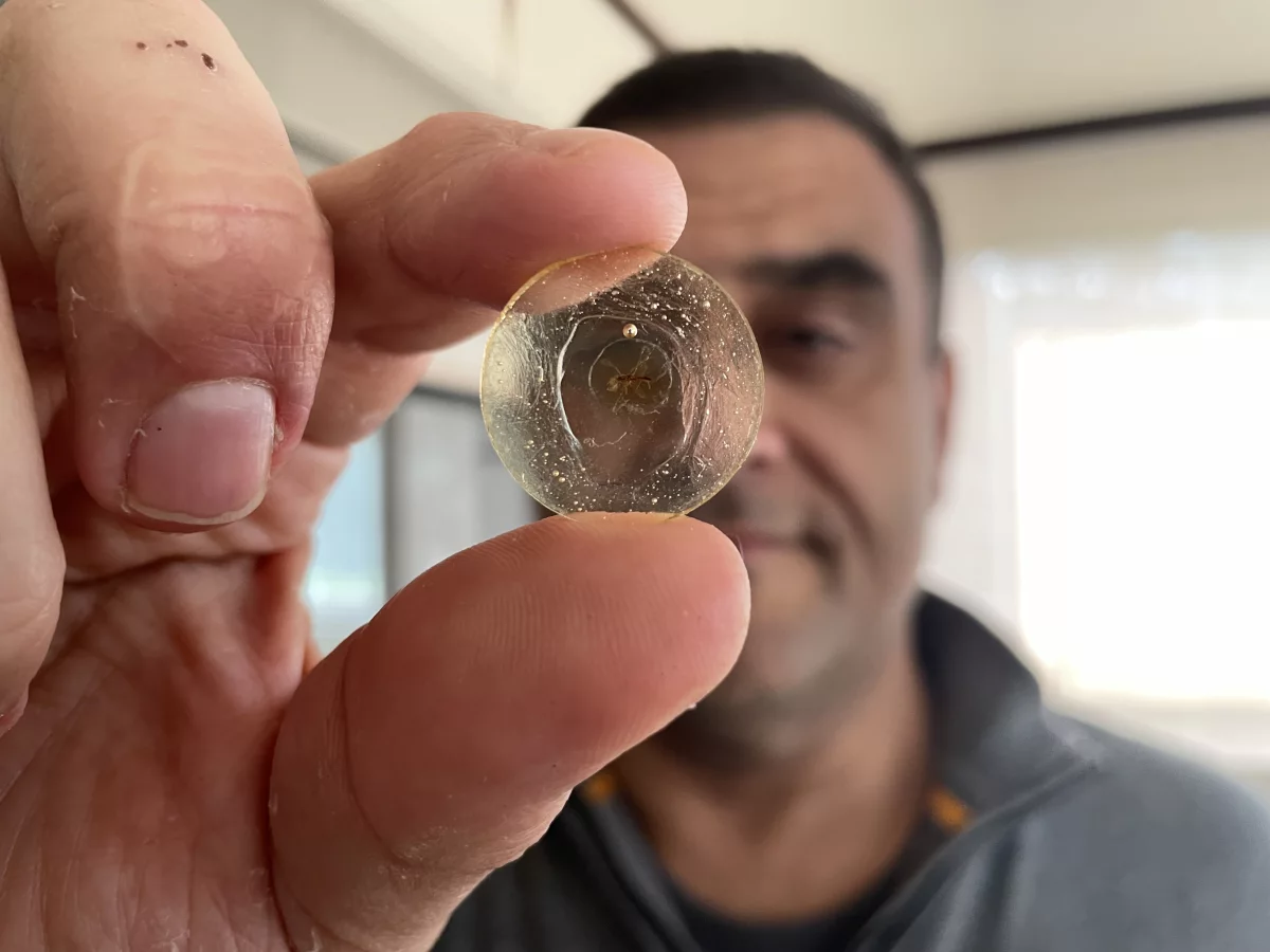 Paleontologist Dany Azar holds up one of his treasures that he discovered in Lebanon in a piece of amber from the early Cretaceous: The oldest mosquito ever found.