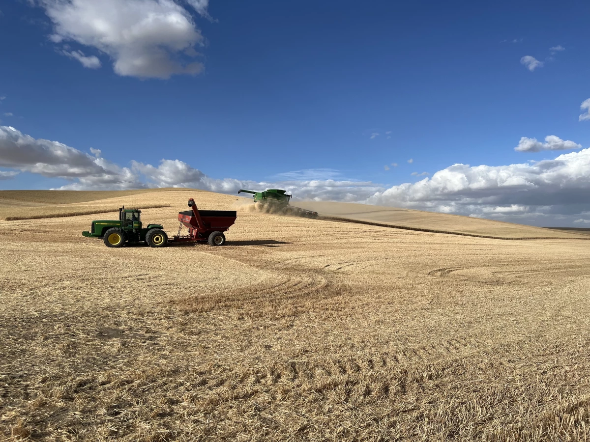 Wheat being harvested in eastern Washington state