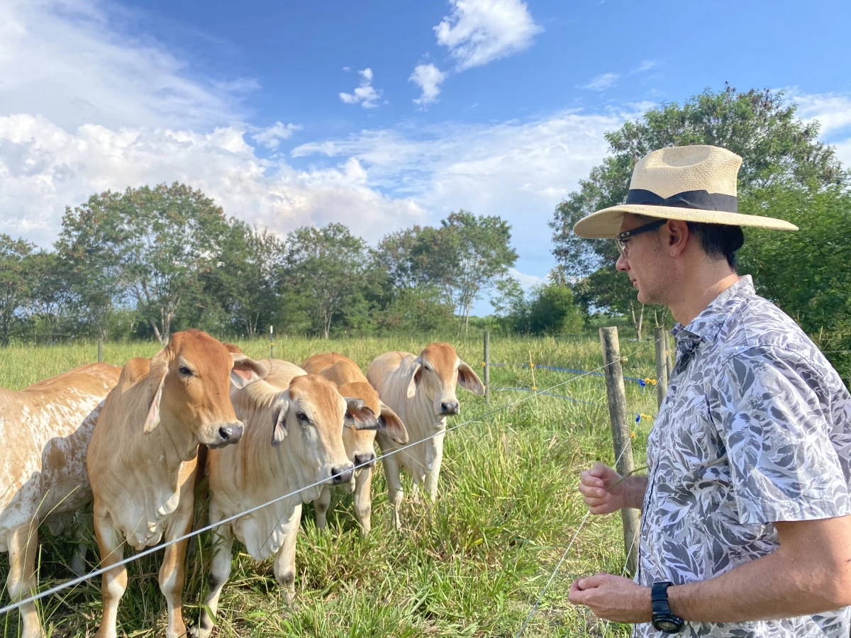 At the International Center for Tropical Agriculture, scientist Jacobo Arango studies two groups of beef cattle. One group of cattle is in a silvopasture system and the other group, pictured, are not.