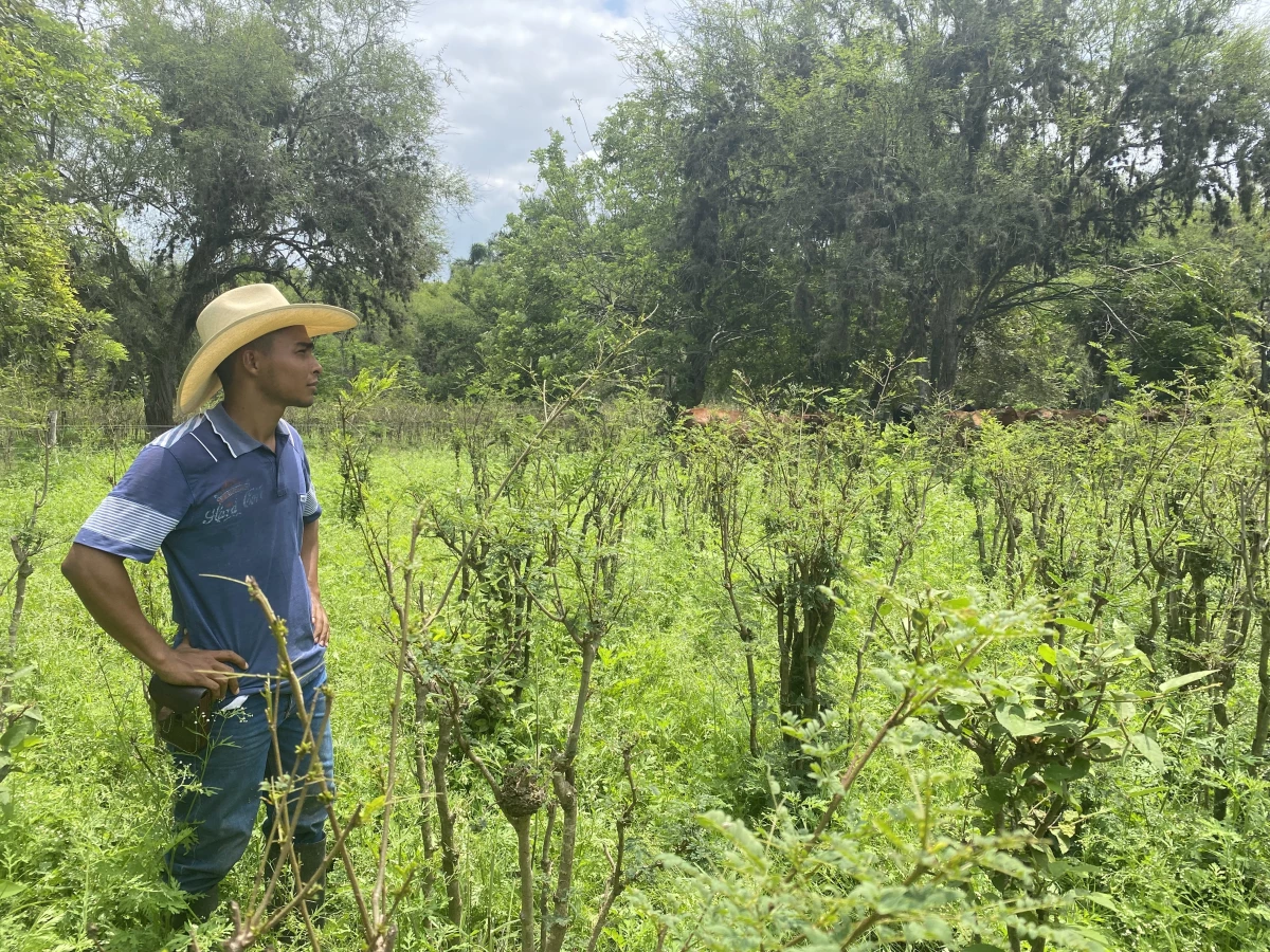 Juan Camilo Cerón stands with some of the nitrogen-fixing trees at El Hatico. The farm doesn't need to use chemical fertilizers.