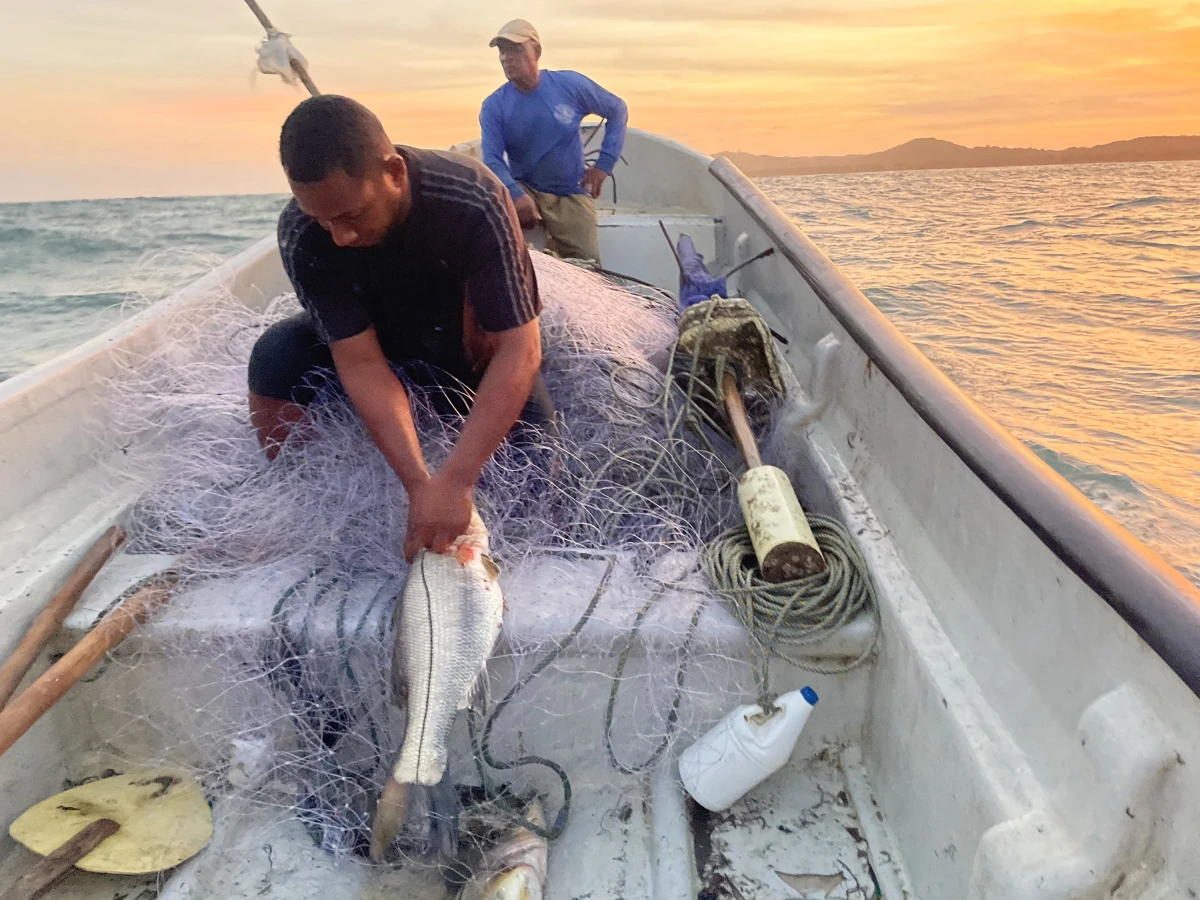 Colombian fishermen pull a fresh catch of sea bass from their nets in the Caribbean.