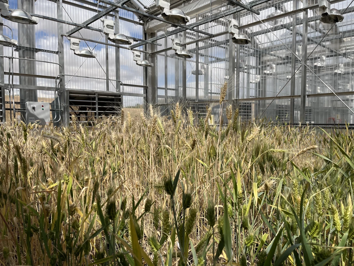 Ninety percent of all the wheat grown in Washington state is exported, with some varieties coming out of test labs like this one run by the U.S.D.A. and Washington State University