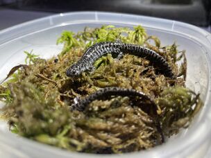 Dahrouge names all of the adult frosted flatwoods salamanders they have in captivity, like Andromeda — who's standing on top of the moss — after stars.