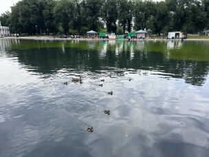 The algae doesn't bother the ducklings swimming in the Reflecting Pool. Experts say the hydrogen peroxide used to get rid of the algae is safe for them, too.
