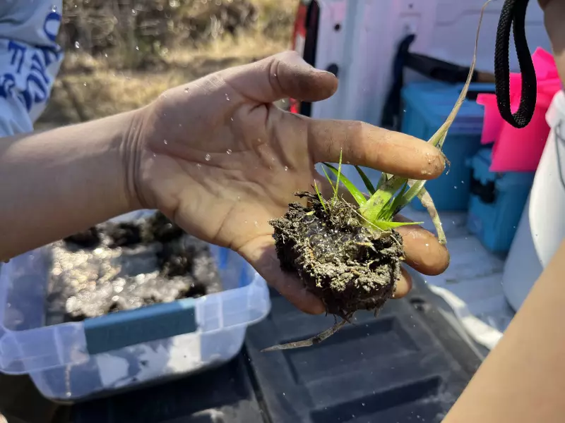 Nicole Dahrouge spritzes a cluster of eggs that's been removed from a wetland to keep them damp.