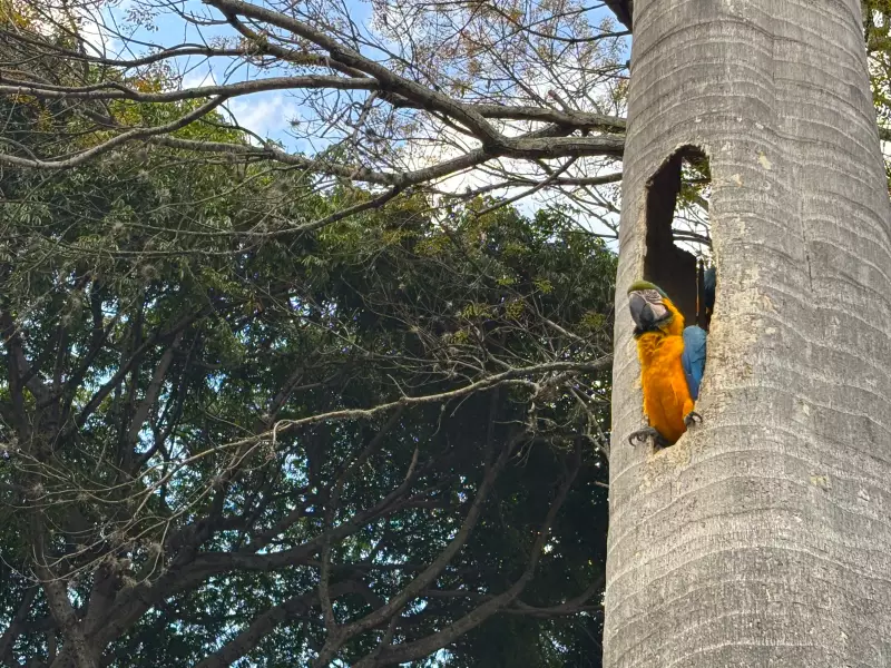 The blue and gold macaws of Caracas nest in old palm trees whose trunks have been hollowed out by insects.