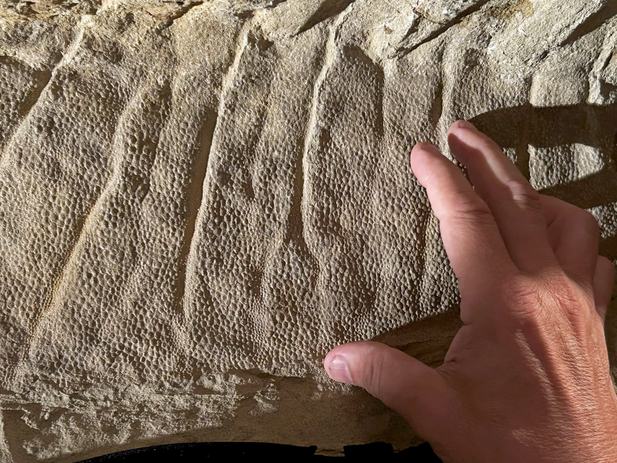 An image shows the scaly skin of a crest over the back of the juvenile duck-billed dinosaur Edmontosaurus annectens, a specimen nicknamed 'Ed Jr.' by researchers. The juvenile is estimated to have been about 2 years old when it died.