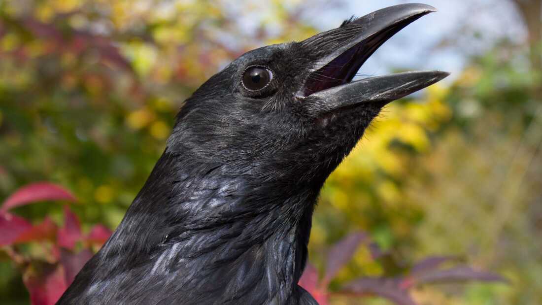 Crows can be trained to count out loud much in the way that human toddlers do, a new study finds.