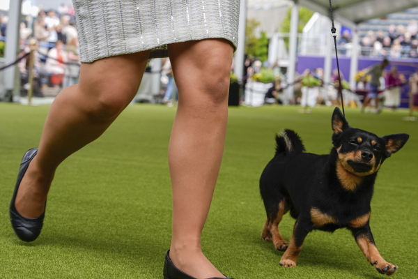 Lancashire Heelers like Mando, pictured at the Westminster Kennel Club Dog show in New York in May, are newly eligible for the National Dog Show this year. 