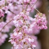 Cherry blossoms on a tree at the Portland Japanese Garden in Portland on March 27.