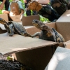 Turtles being released into the New Jersey woods.