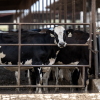 Cattle feed at a ranch in Dublin, Texas, on September 11, 2026.