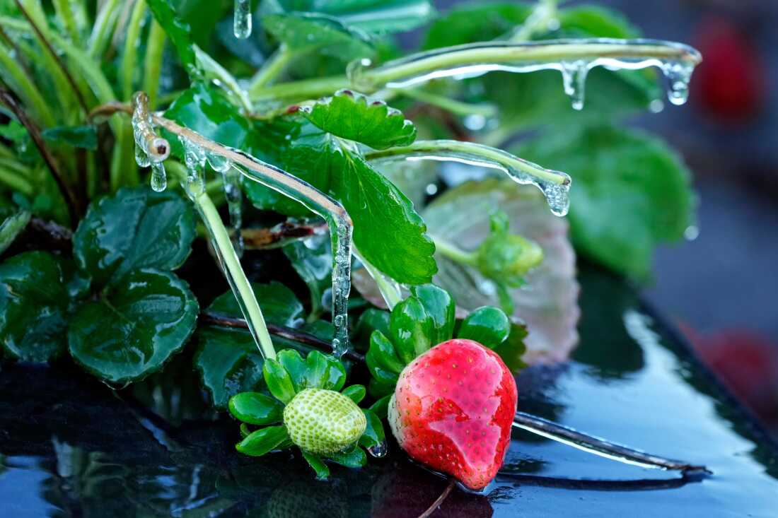 A protective coating of ice clings to a strawberry plant in sub-freezing temperatures at a field on Friday in Plant City, Fla.