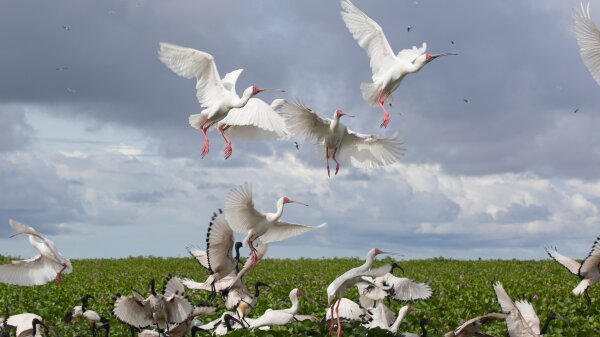 A flock of large white birds. Some of the birds are taking flight while others are moving around a green grassy land.