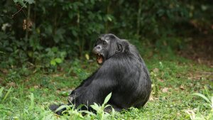 Researchers collected and analyzed urine from chimpanzees who'd eaten fermented fruit to determine how much alcohol they'd consumed.