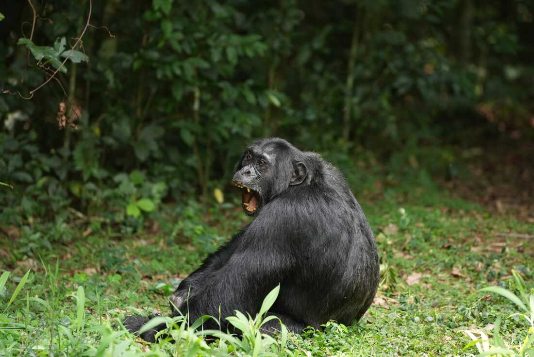Researchers collected and analyzed urine from chimpanzees who'd eaten fermented fruit to determine how much alcohol they'd consumed.