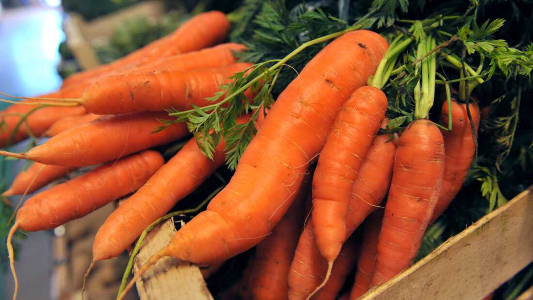 This picture taken on November 12, 2008 in Herouville-st-Clair, Normandy, of small carrots as EU nations gave today the green light for bent cucumbers and other