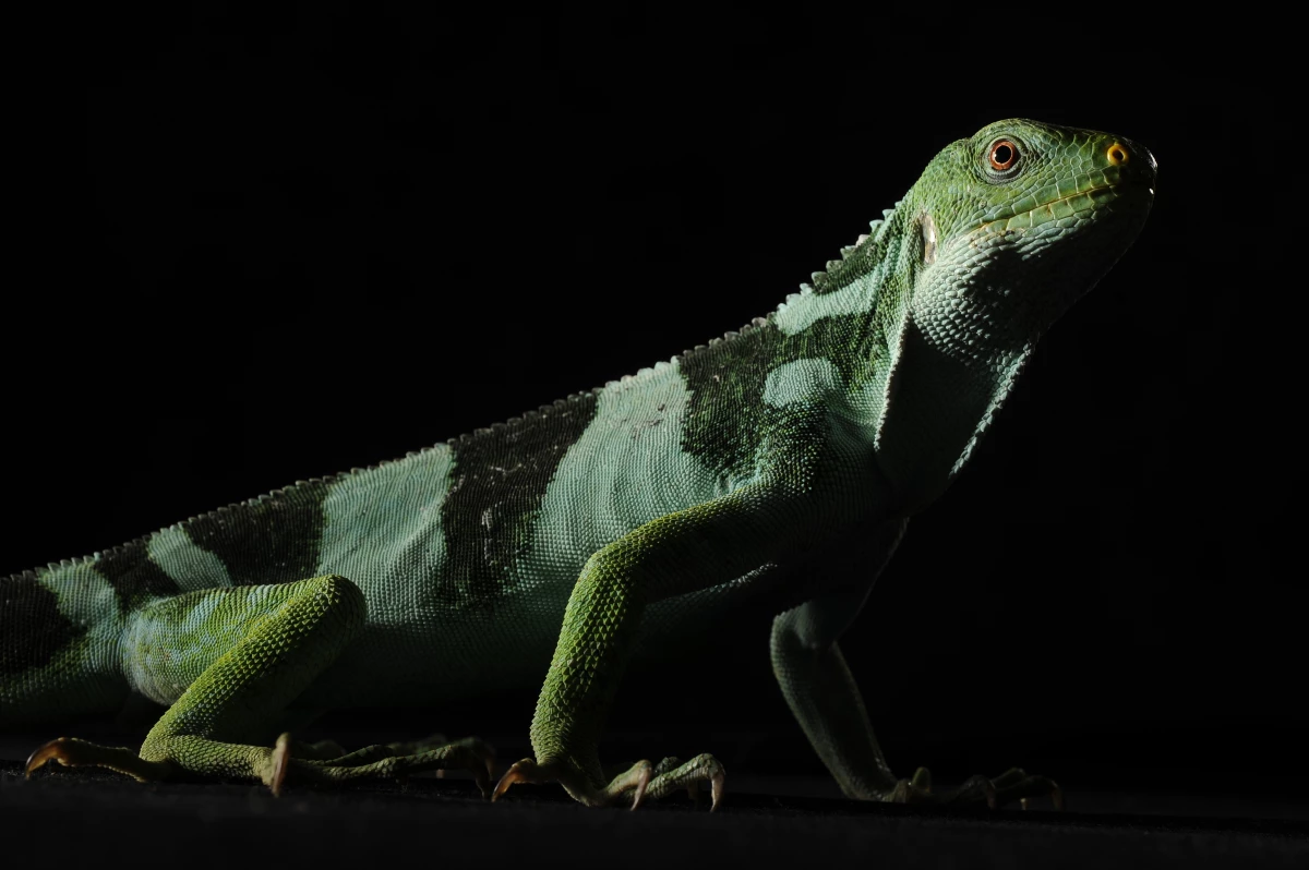 A Fiji Island iguana is seen at the Smithsonian National Zoological Park in Washington, D.C.  A new study suggests these iguanas reached the tropical island by crossing thousands of miles of ocean.